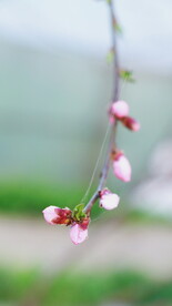腊梅寒梅梅花