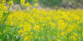 油菜花花朵