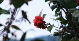 杜鹃花映山红