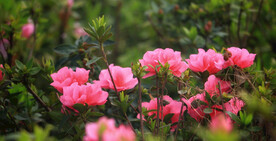 杜鹃花映山红 