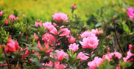 杜鹃花映山红