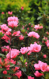 杜鹃花映山红