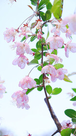 樱花桃花梅花