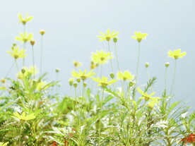 小雏菊菊花 