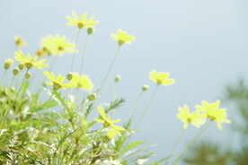 小雏菊菊花 