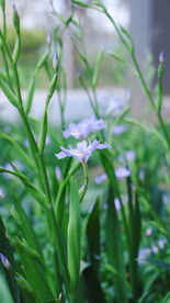 油菜花花朵