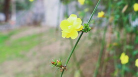 花朵迎春花 