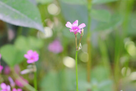兰花草花卉