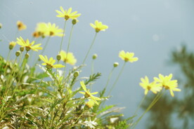 小雏菊菊花 