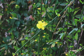 花朵迎春花 