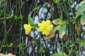 花朵迎春花 