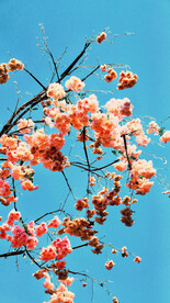樱花桃花梅花