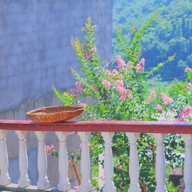 樱花桃花梅花