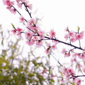樱花桃花梅花