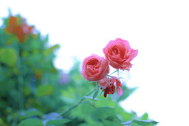 月季花朵花卉