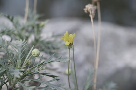 鲜花花朵花卉