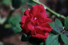 月季花朵花卉 
