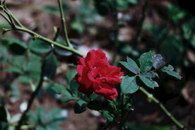 月季花朵花卉 