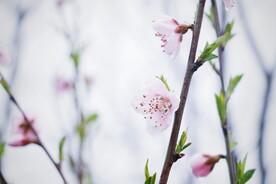樱花桃花梅花