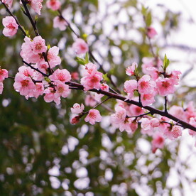 樱花桃花梅花