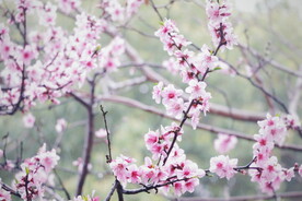 樱花桃花梅花 