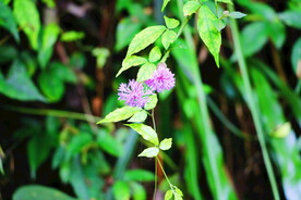 鲜花花朵花卉