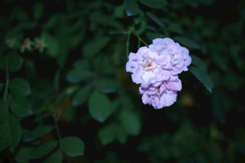 月季花朵花卉
