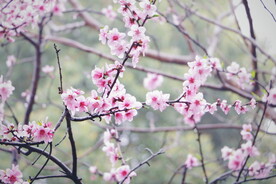 樱花桃花梅花