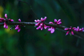 腊梅寒梅梅花
