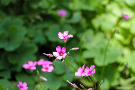 鲜花花朵花卉