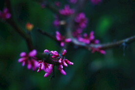 腊梅寒梅梅花 