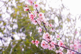 樱花桃花梅花
