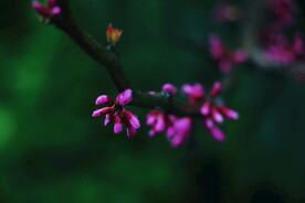 腊梅寒梅梅花 