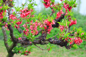 腊梅寒梅梅花 