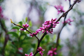 腊梅寒梅梅花