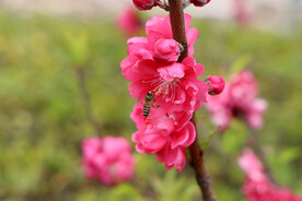  红色桃花