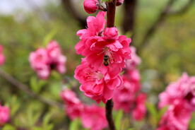 红色桃花