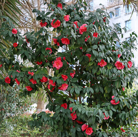 山茶花树