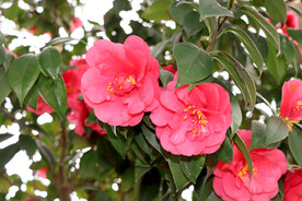 山茶花开