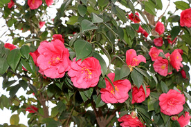 山茶花盛开