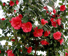 高清山茶花