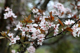 李花