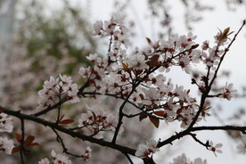白李花