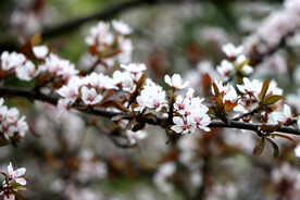 李花