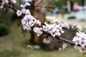 李花