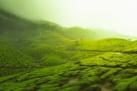 茶山全景摄影