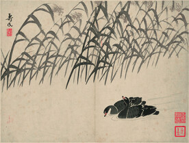 野鸭  
