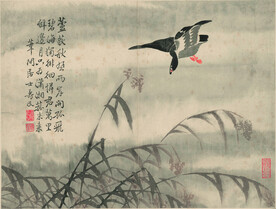 野鸭  