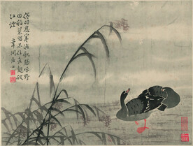 野鸭  