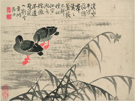 野鸭  